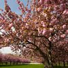 Brooklyn Botanic Garden's Cherry Trees Are Starting To Bloom